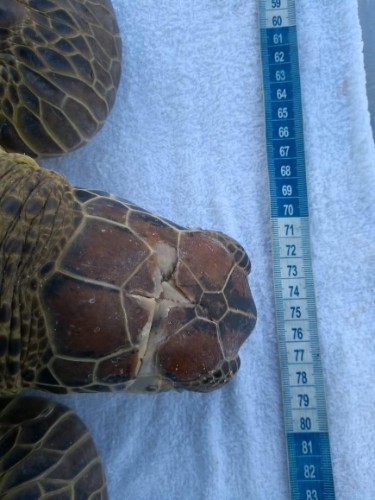 Animal pode ter sido agredido com um facão, segundo o Instituto Biota