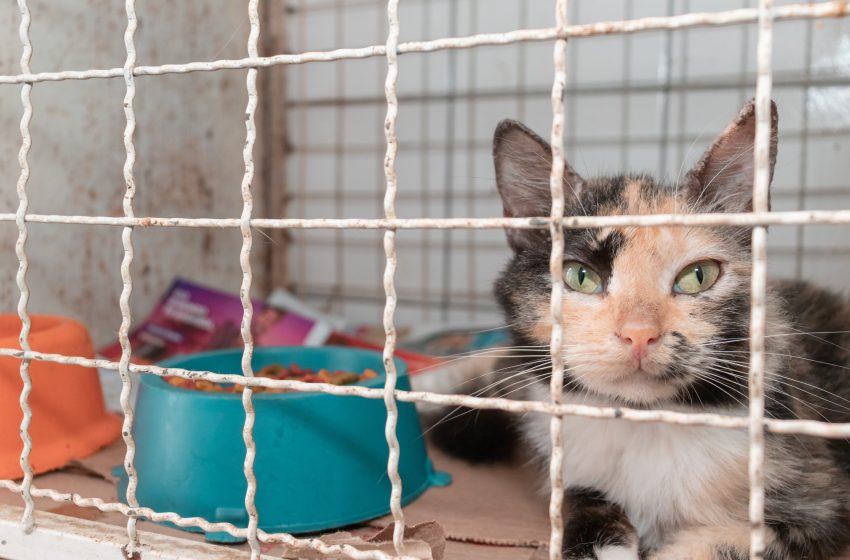 Animais resgatados de situações de maus tratos recebem cuidados de saúde na Unidade de Vigilância de Zoonoses