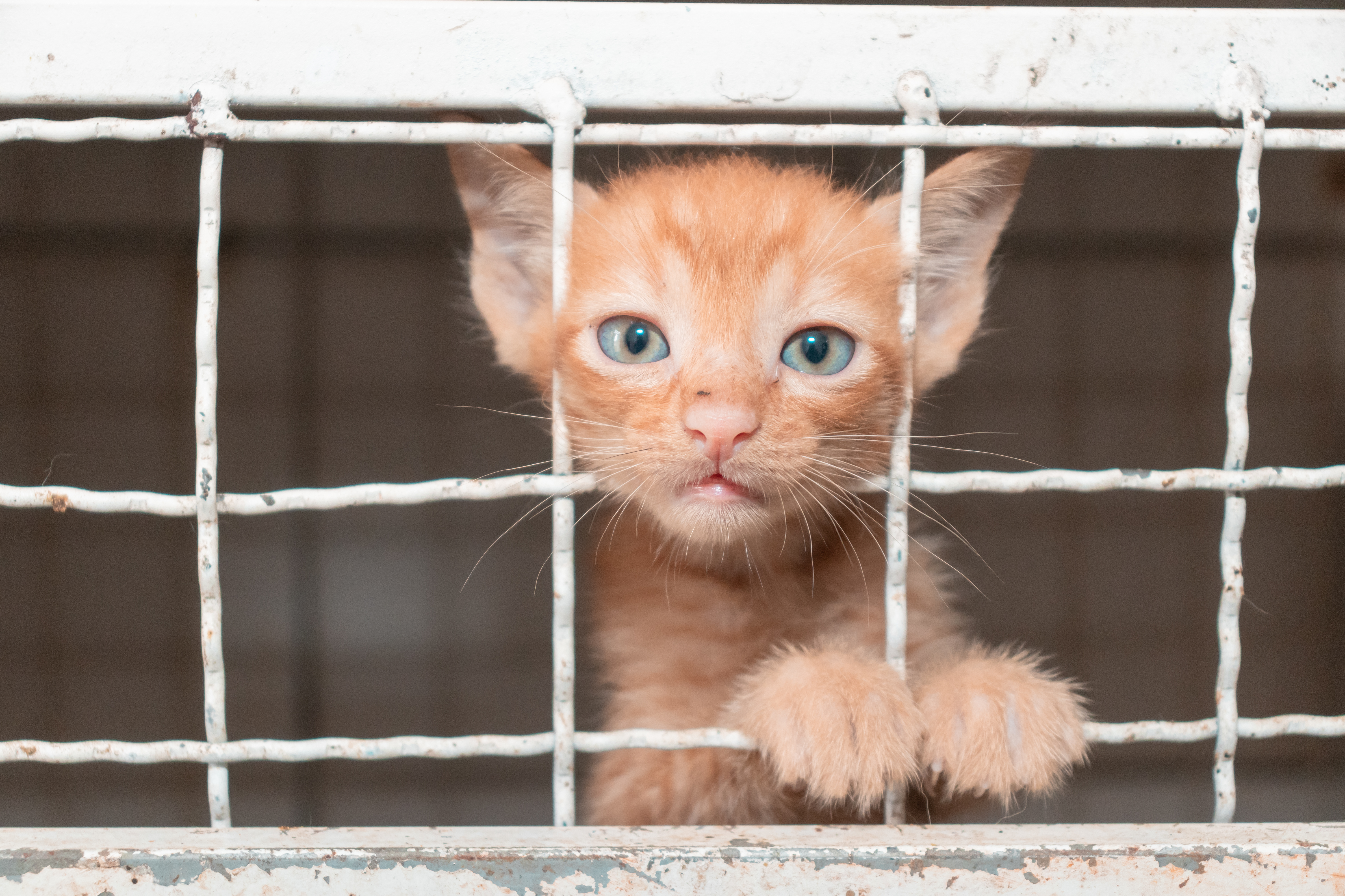 Animais resgatados de situações de maus tratos recebem cuidados de saúde na Unidade de Vigilância de Zoonoses