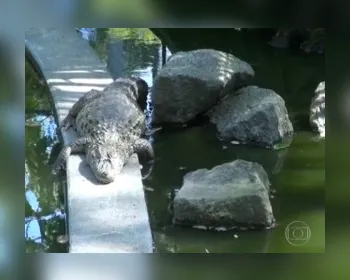 Zoológico do Rio permanece fechado, decidem Ibama e MPF