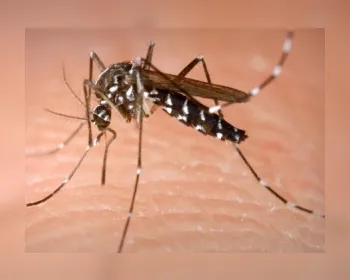 Zika já tem transmissão local em 34 países e não se limita às Américas