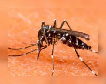 Alagoas reduz em 30% o número de registros de caso de dengue