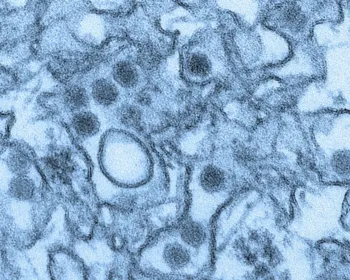 Vírus da zika consegue se esconder do sistema imune, sugere pesquisa