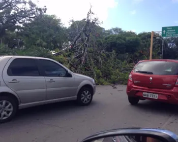 VÍDEO: Árvore tomba na Praça Centenário, em Maceió, e deixa trânsito lento