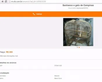 Usuário de Maceió comercializa aves silvestres em site de compra e venda