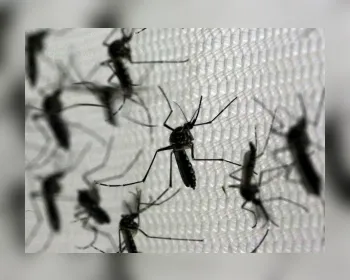 Começa hoje Semana Nacional de Combate ao Aedes aegypti