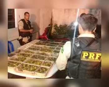 Polícia apreende 700 pássaros silvestres que seriam trazidos para Maceió