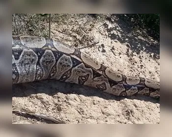 Após devorar bode, cobra de 4 metros é capturada por agricultor no Ceará