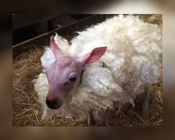 Rejeitado pela mãe após nascer sem pelo, bebê ovelha ganha casaco de lã 