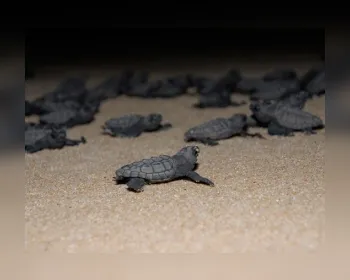 Tamar comemora 40 anos com 40 milhões de tartarugas soltas