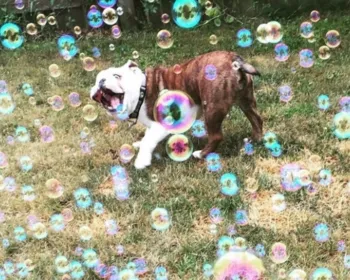 Foto de cão 'mais feliz do mundo' faz sucesso na web