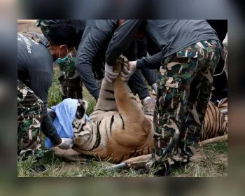 Abade do Templo do Tigre tailandês nega acusações de tráfico de animais