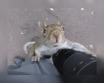 Esquilo escala perna de homem para espiar câmera em parque londrino