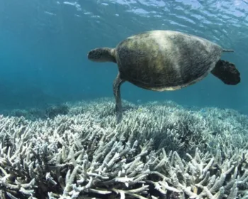 WWF compra licença de pesca de tubarões para salvar Barreira de Coral