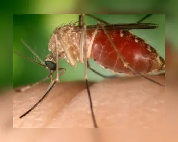 Fiocruz aponta mosquito comum como potencial transmissor de zika