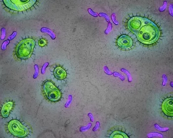 Bactérias intestinais surgiram antes mesmo dos humanos, diz estudo