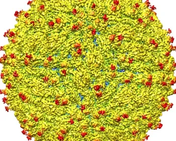 Proteína-chave pode acelerar produção de vacina contra zika