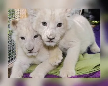 Filhotes de leão branco são batizados em zoológico da Alemanha 