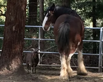 Bode ajuda cavalo a fugir de estábulo em fazenda nos EUA