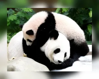 China lamenta que panda não seja mais espécie em risco para UICN