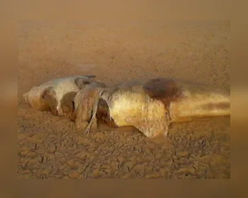 Quatro animais marinhos são encontrados mortos no litoral de Alagoas