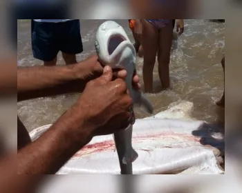 VÍDEO: Tubarões são capturados por pescadores no Litoral de Alagoas