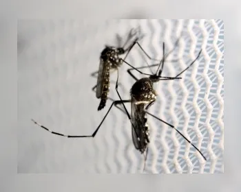 Novo método de biovigilância ajuda a detectar zika em mosquitos e humanos