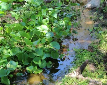 FPI descobre despejo de esgoto dentro de parque ecológico em Piranhas