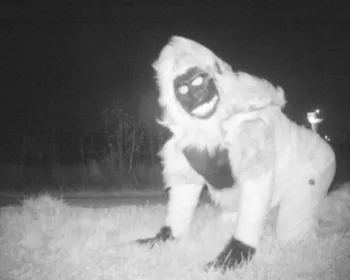 Câmera de monitoramento em floresta nos EUA flagra gorila e cão 'falsos'