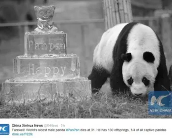 Panda mais velho do mundo morre aos 31 anos na China
