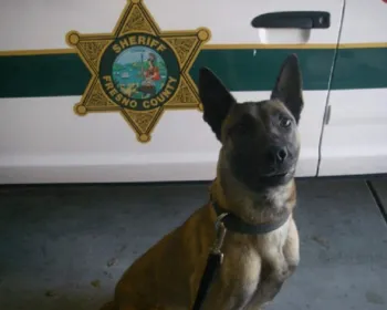 Cão policial morde suspeito nu e armado com faca na Califórnia