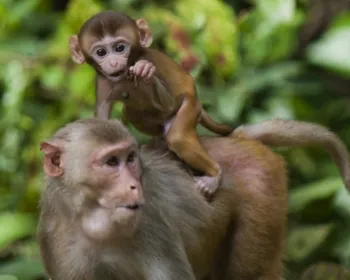 Gel anticoncepcional funciona em macacos e pode ser alternativa à vasectomia