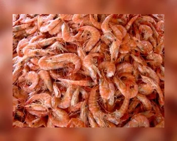 Governo cancela proibição à pesca de camarão que começaria em 1 dia