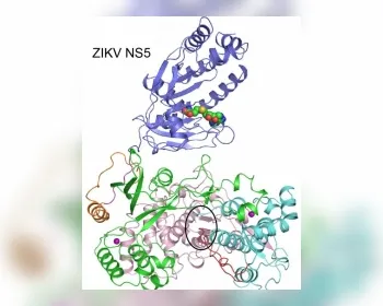 Cientistas desenham estrutura de proteína chave do vírus da zika
