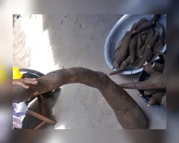 Agricultor de Alagoas colhe macaxeira 'gigante' de quase 20kg