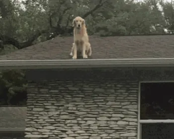 Família bota bilhete para explicar hábito de cachorro de ficar no telhado