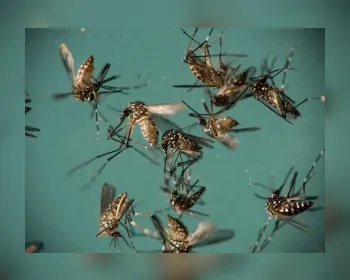 Aedes consegue transmitir zika, dengue e chikungunya na mesma picada, diz estudo