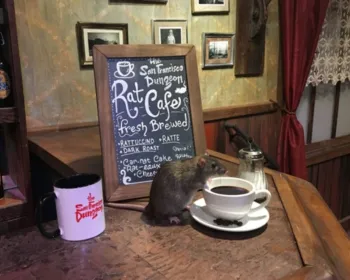 Califórnia terá café para quem quiser interagir com ratos