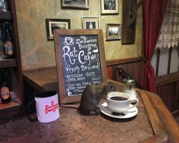 Califórnia terá café para quem quiser interagir com ratos