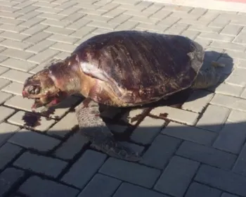 VÍDEO: Tartaruga deixa a praia, agoniza e morre no calçadão de Cruz das Almas