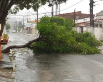 Chuva e ventos fortes derrubam árvore e avenida principal do Poço é interditada