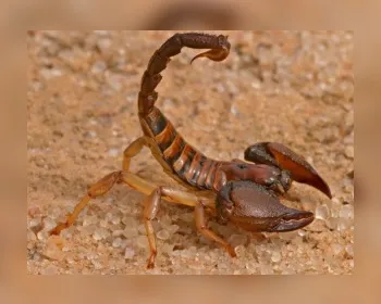 Hélvio Auto registra mais de 1,3 mil casos de picadas de escorpião em 2017
