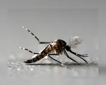 Melhoria genética vai prolongar efeito do 'Aedes transgênico'