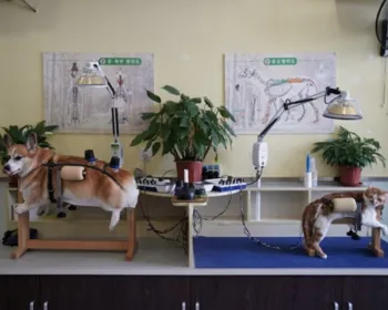 Donos de cães e gatos na China usam acupuntura para tratar dores de seus pets