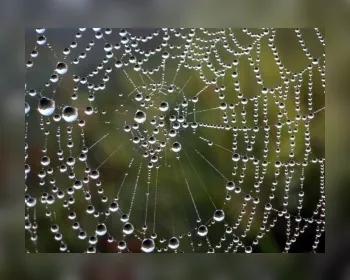 Cientistas querem usar teia de aranha para reconstruir coração