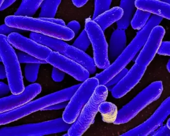 Bactérias 'solitárias' são mais resistentes a antibióticos, diz estudo