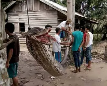 Homem vence luta com cobra gigante na Indonésia