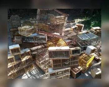 PM apreende mais de 170 pássaros em feiras livres de três cidades