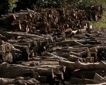 Documento mostra que Ibama facilitou exportação de madeira extraída ilegalmente