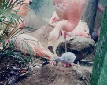Ajude a escolher nomes de filhotes de flamingo nascidos em zoológico de SC
